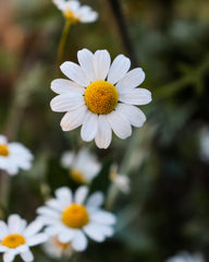 Chamomile Flowers